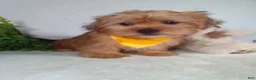 Shorkie dogs for sale: Paws - Ad 5