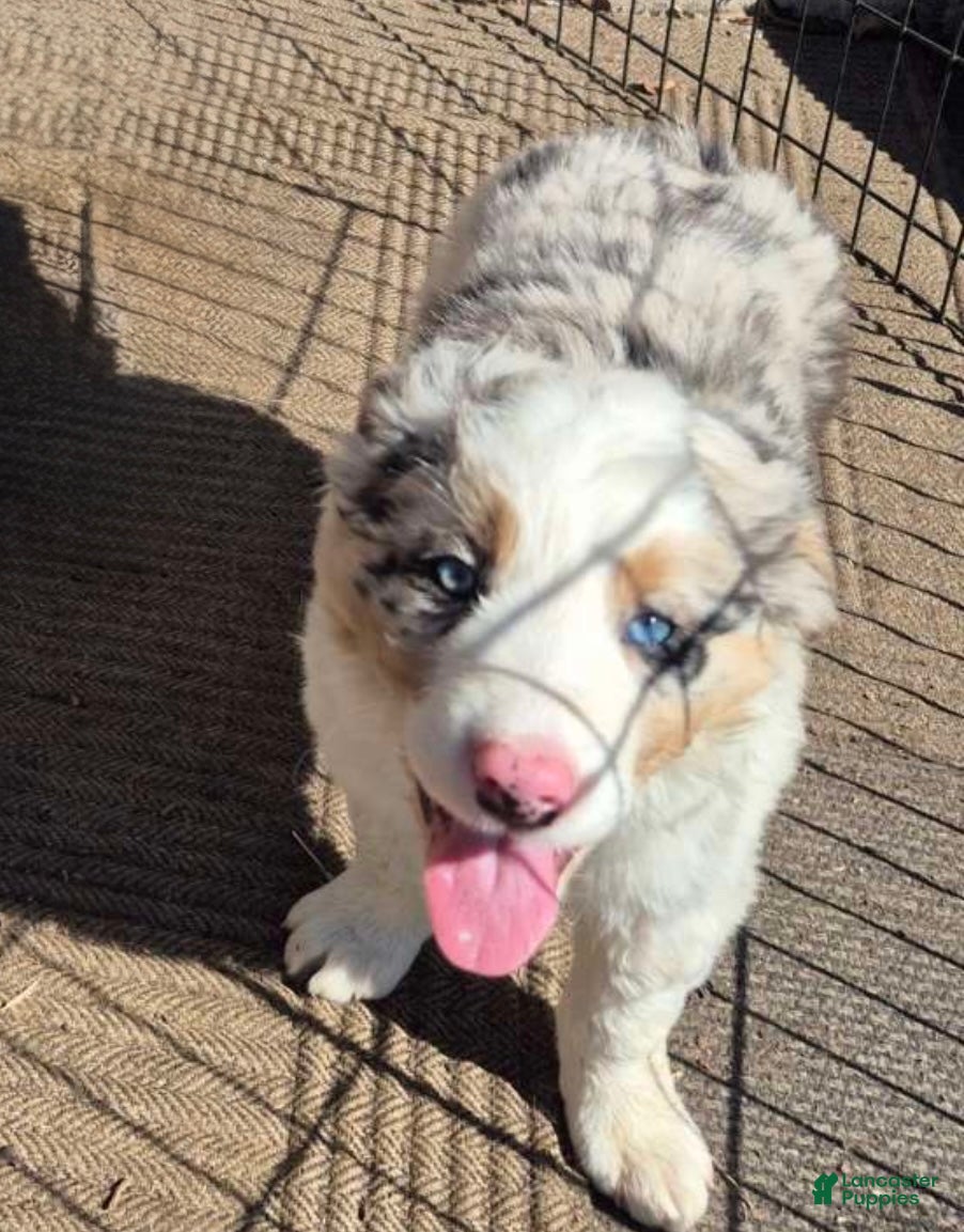 Australian Shepherd dogs for sale: Milo  - Ad 2