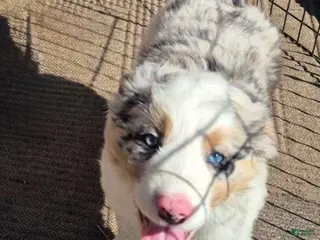 Australian Shepherd dogs for sale: Milo - Ad 2
