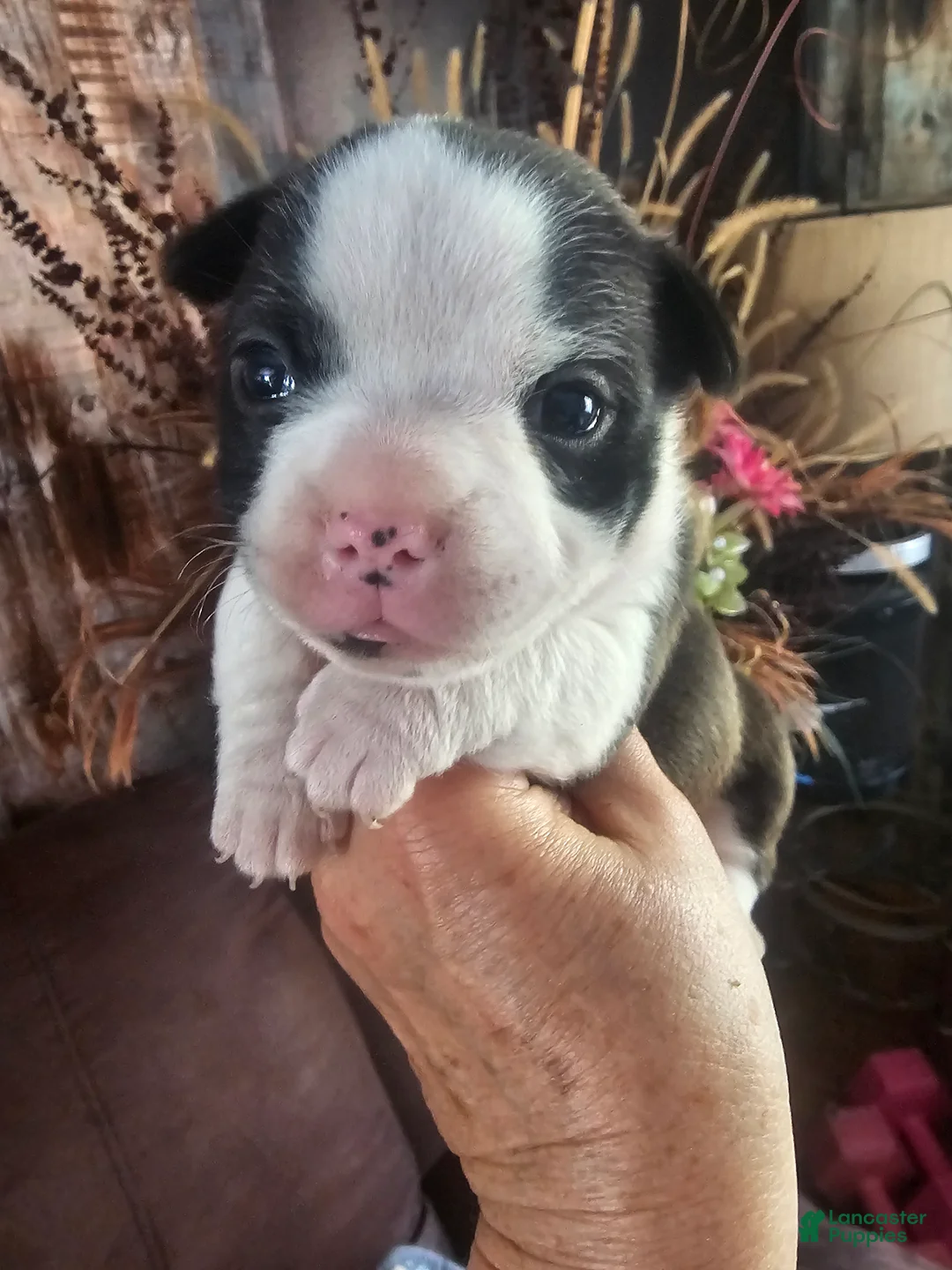 Frenchton dogs for sale: Remi  Frenchton Puppy 1 - Ad 2