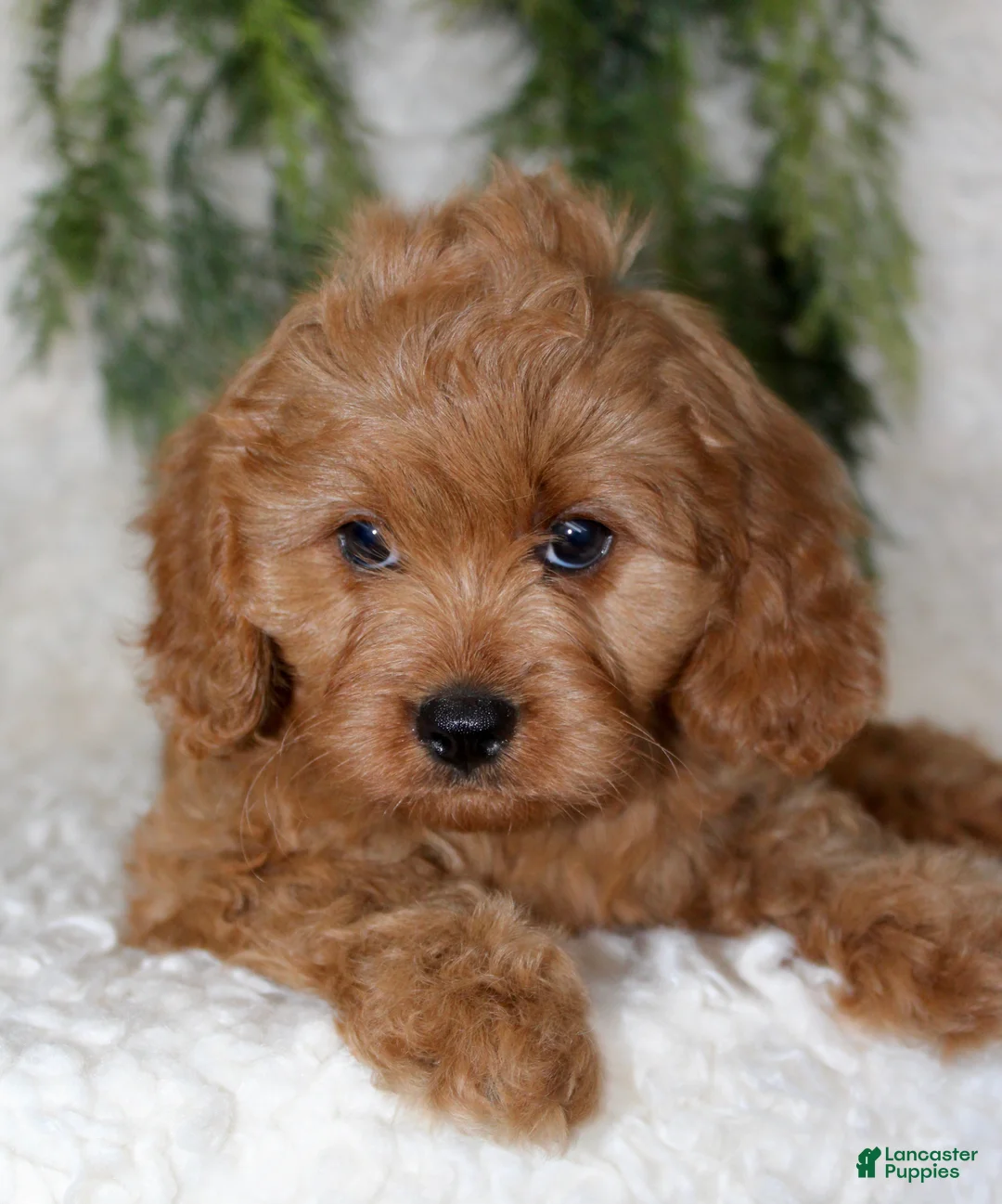 Cavapoo dogs for sale: Cavapoo 2 - Ad 4