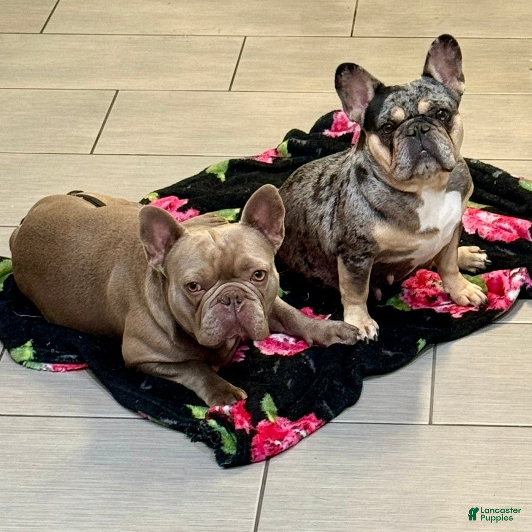 French Bulldog dogs for sale: Prince - Ad 6