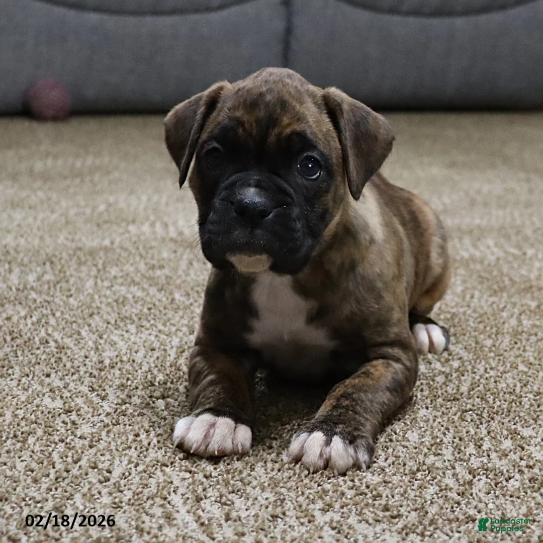 Boxer dogs for sale: Molly - Ad 3