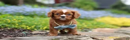 Cavalier King Charles Spaniel dogs for sale: Mr. Bentley - Ad 9