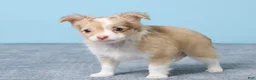 Chihuahua dogs for sale: Minty - Ad 5