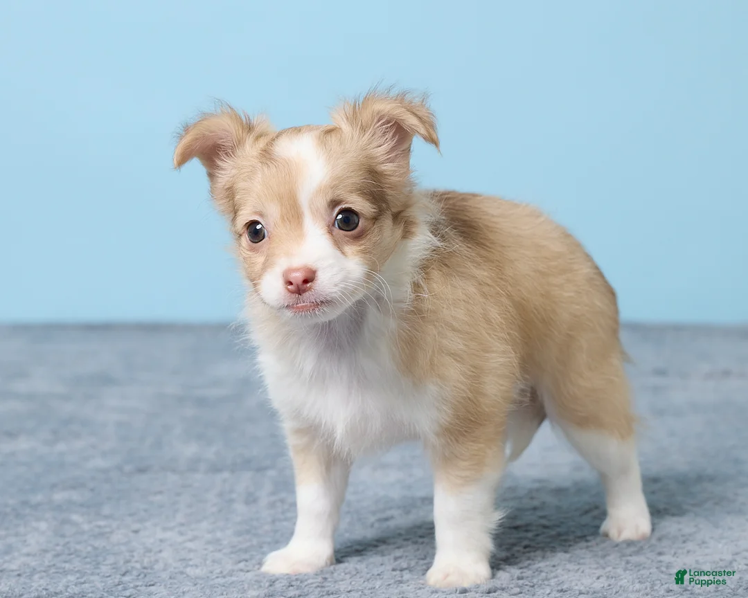 Chihuahua dogs for sale: Minty - Ad 5