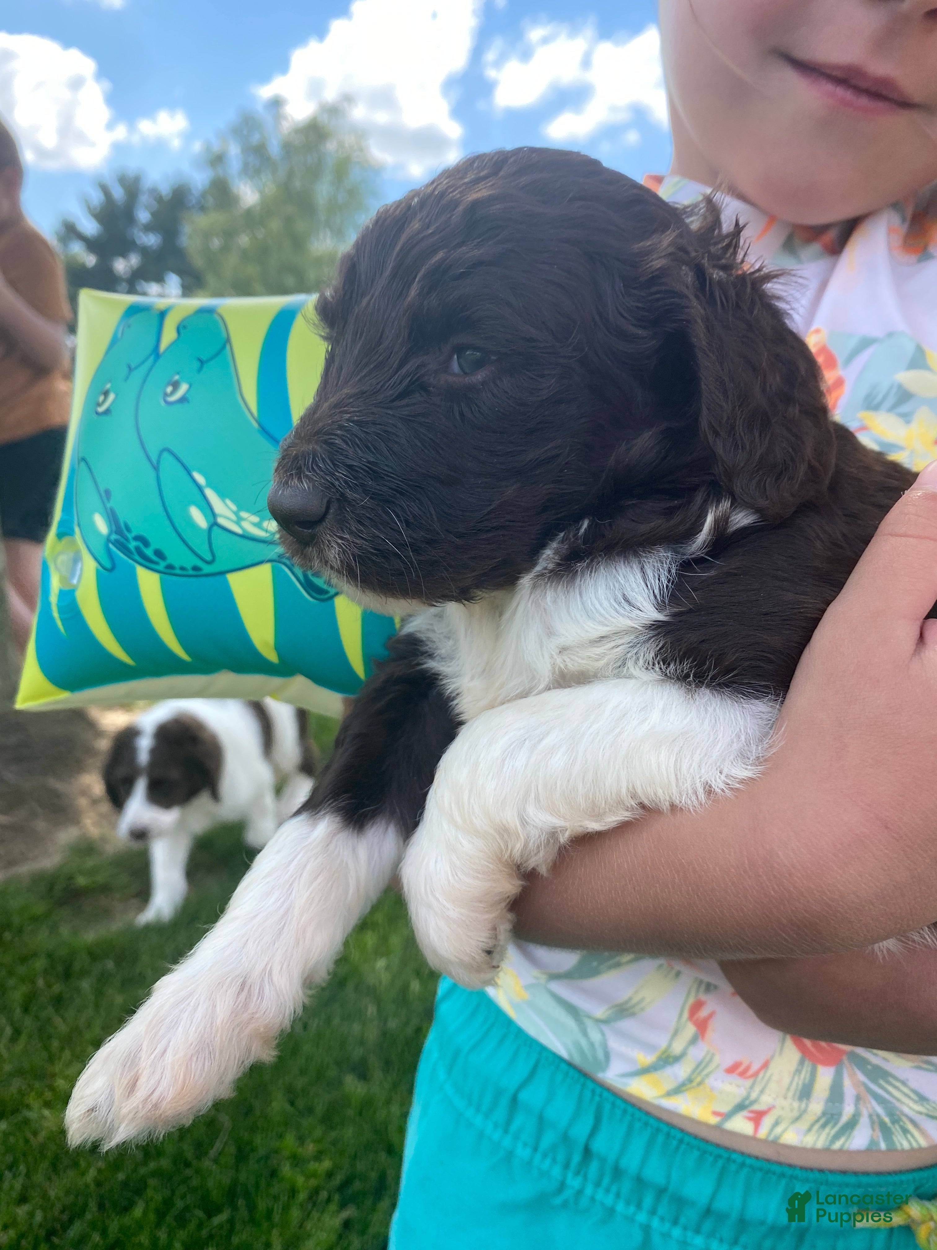 Labradoodle dogs F1bb Finn - Ad 1