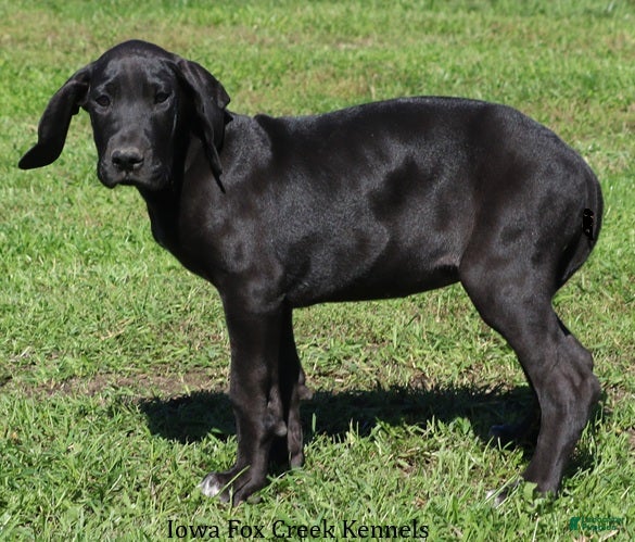Great Dane dogs Sadie - Ad 2
