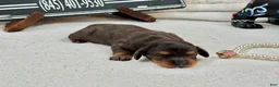 Miniature Dachshund dogs for sale: Grand champion sired import dapple - Ad 1