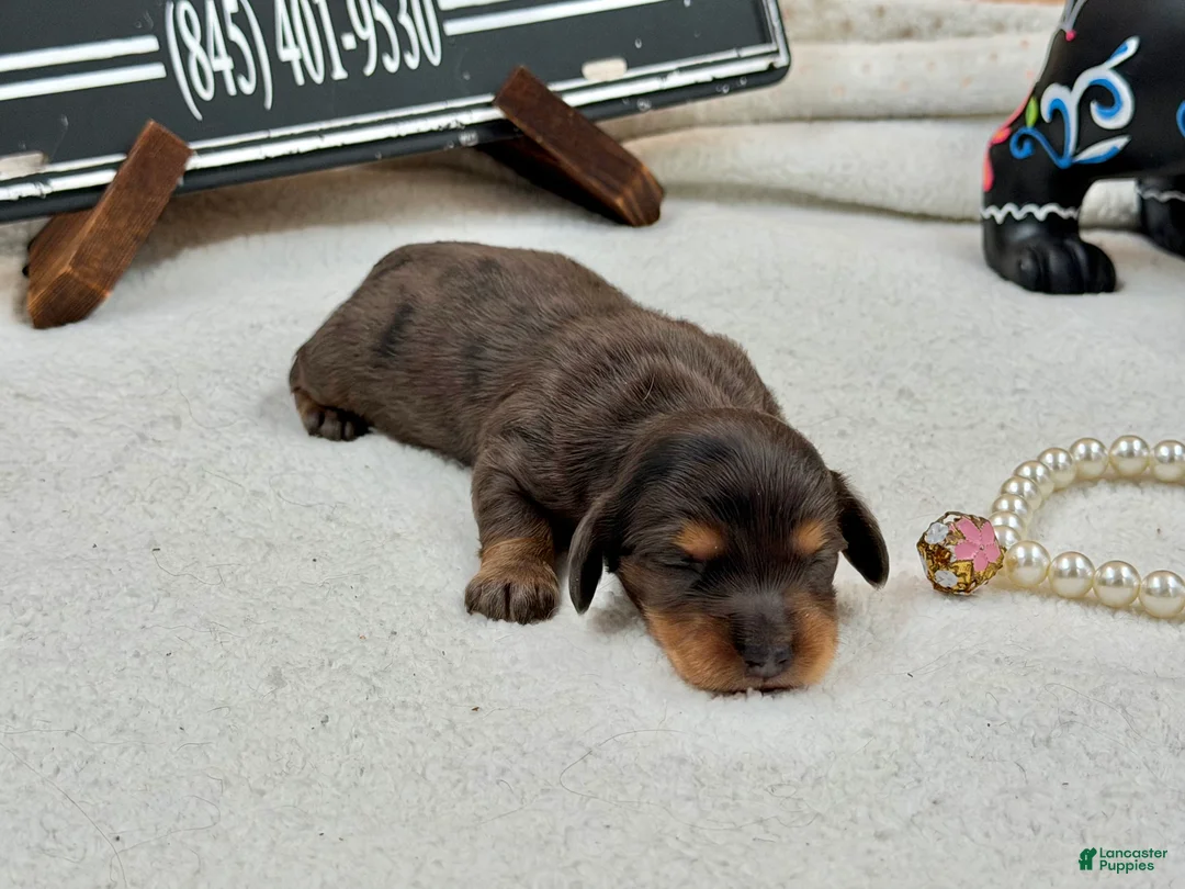 Miniature Dachshund dogs for sale: Grand champion sired import dapple - Ad 1
