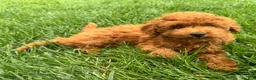 Miniature Poodle dogs for sale: Titus - Ad 3