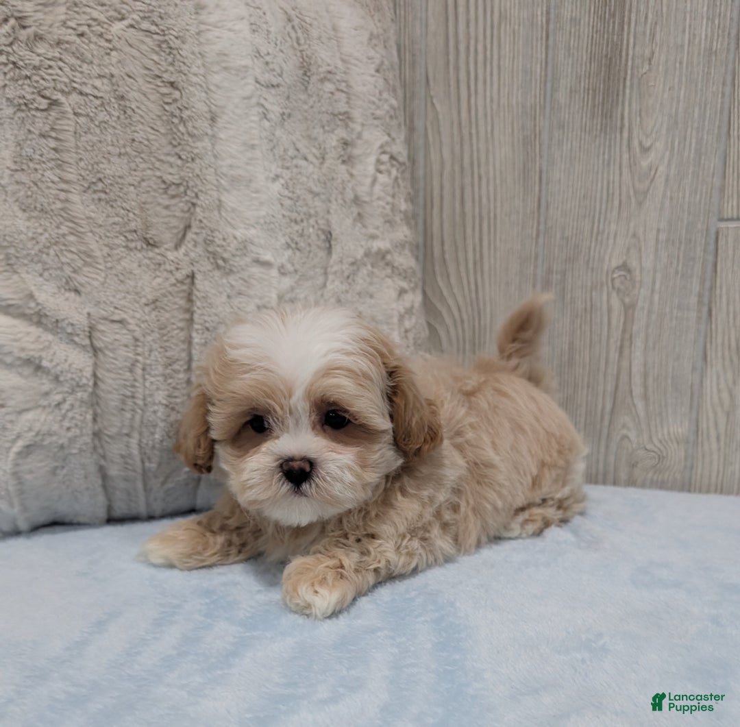 Shihpoo dogs for sale: Blake - Ad 4