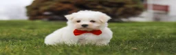 Maltese dogs for sale: Bodie - Ad 3