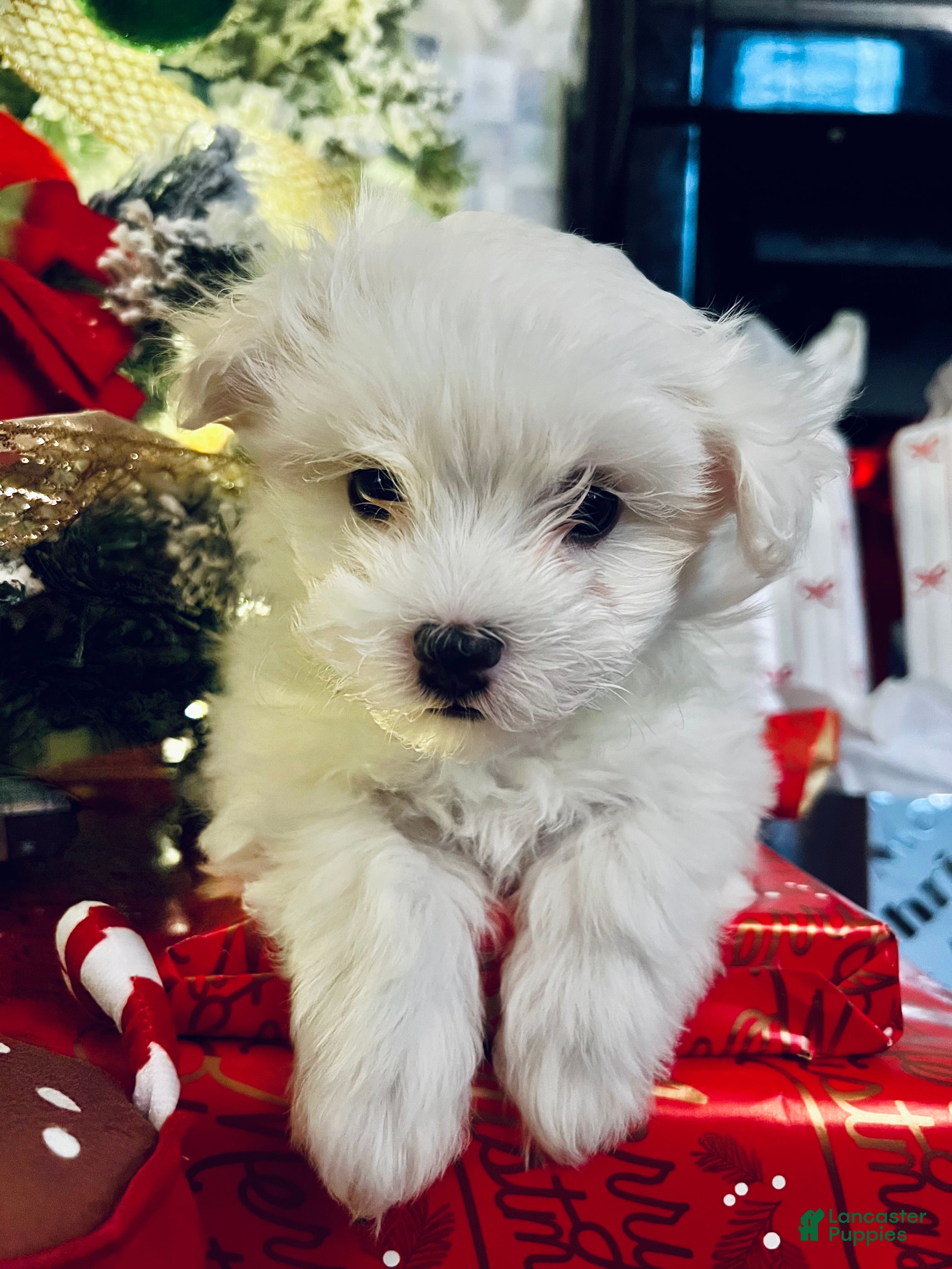 Maltese dogs Sugar - Ad 42