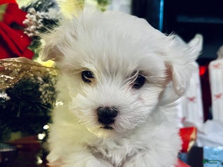 Maltese dogs Sugar - Ad 42