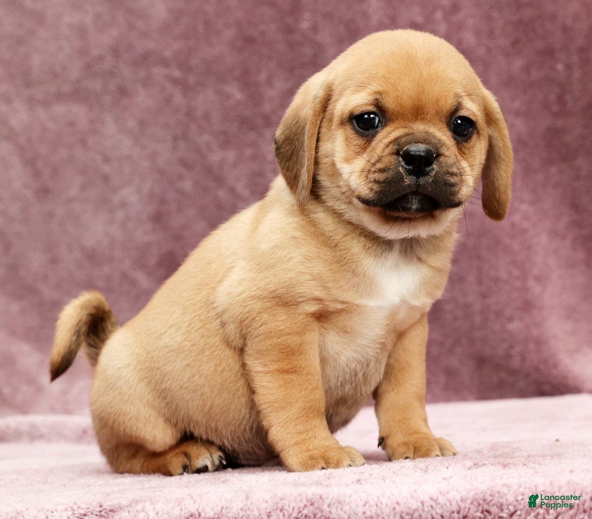 Puggle dogs Max - Ad 2