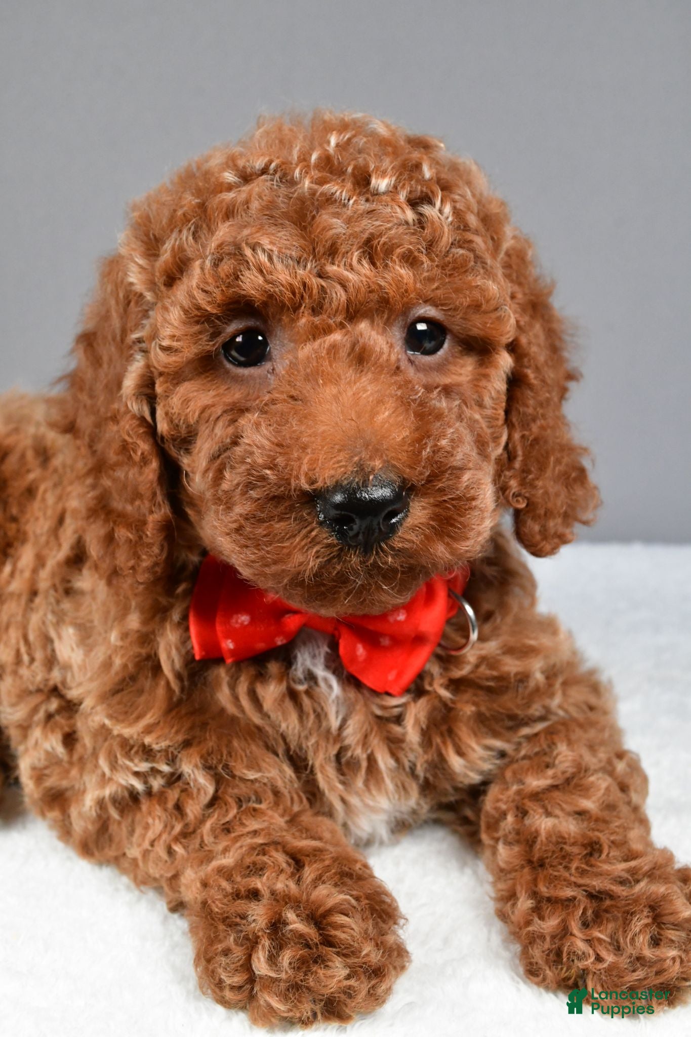 Miniature Poodle dogs Carson - Ad 2