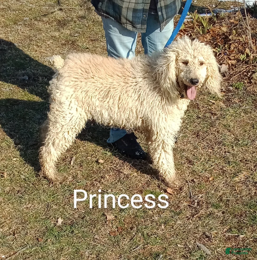 Standard Poodle dogs for sale: Chase - Standard Poodle - Ad 3
