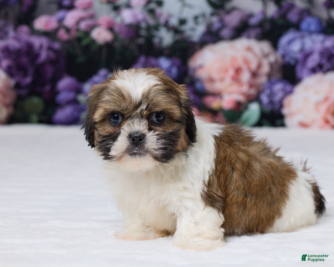 Shih Tzu dogs Rosy - Ad 2