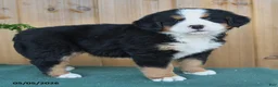Bernese Mountain Dog dogs for sale: Princess - Ad 4