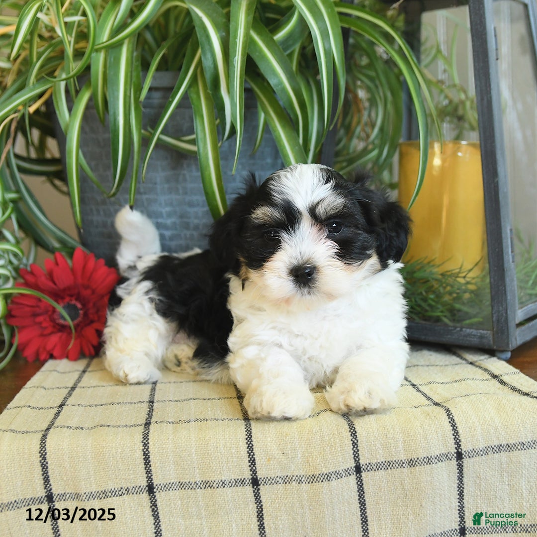 Havanese dogs for sale: Sophie - Ad 3