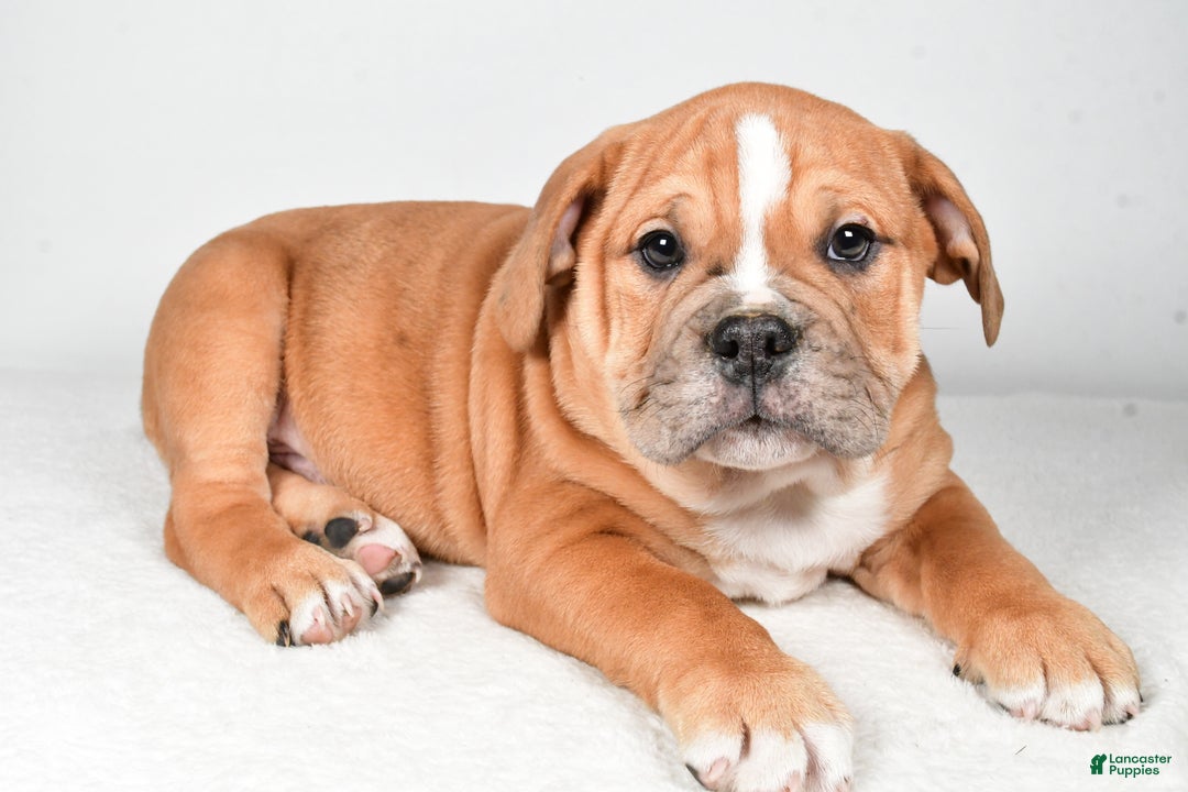 Beabull dogs for sale: Mason - Ad 7