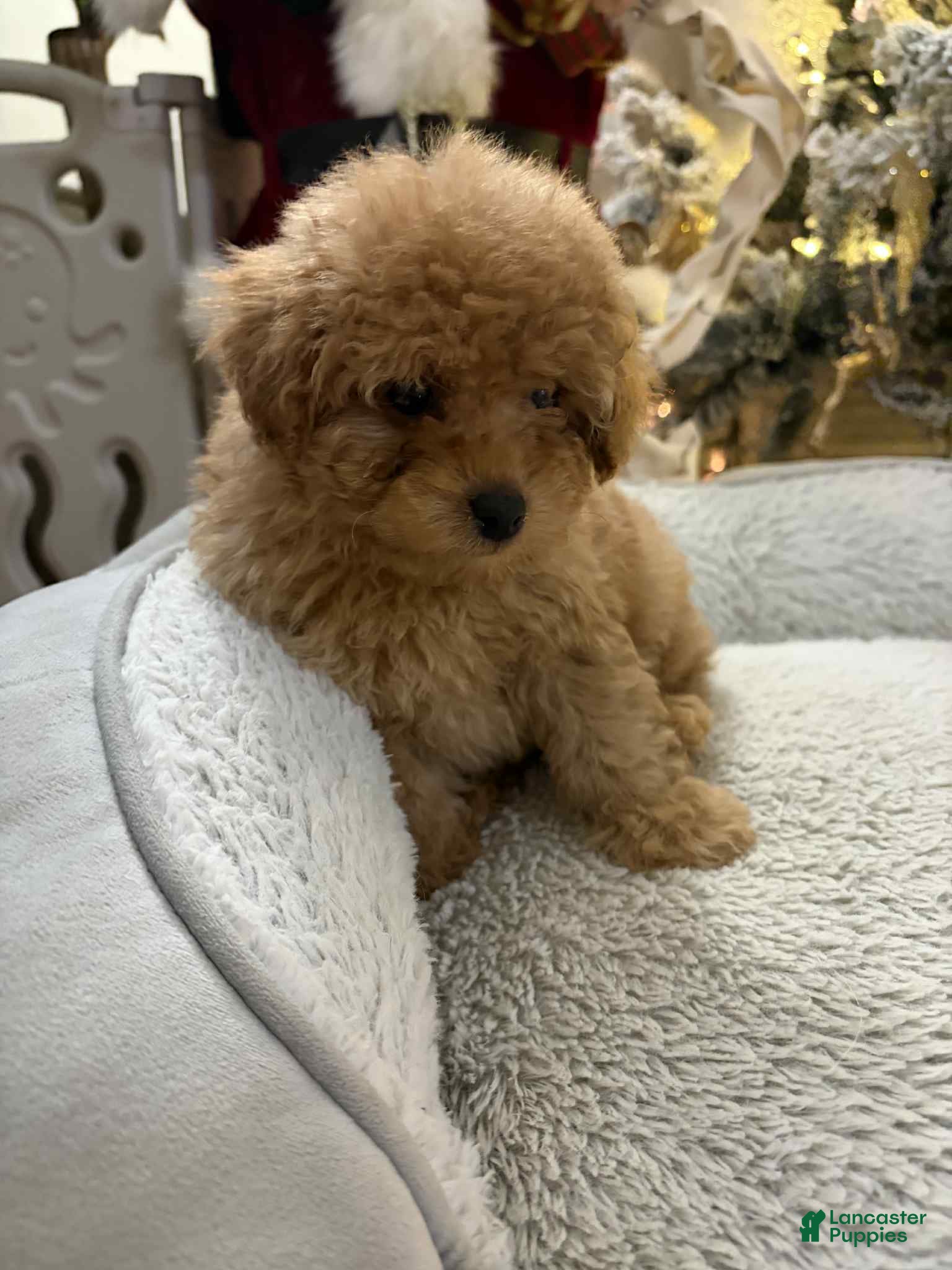 Toy Poodle dogs Kullen - Ad 38