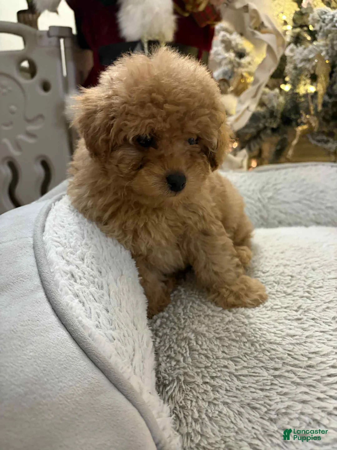 Toy Poodle dogs for sale: Kullen - Ad 1