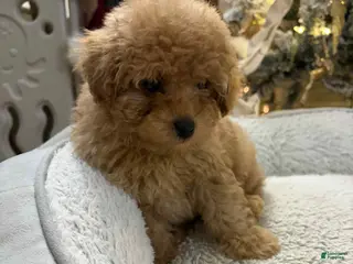 Toy Poodle dogs Kullen - Ad 38