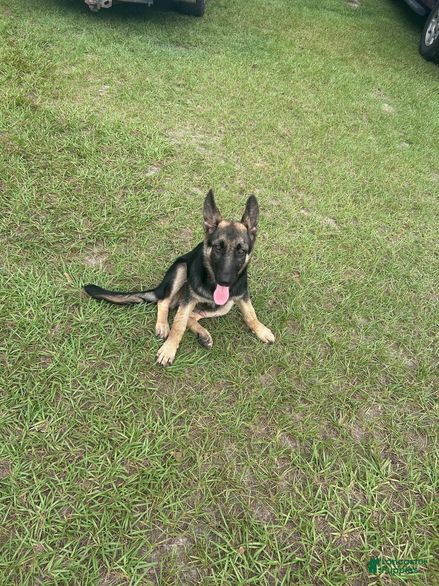 German Shepherd