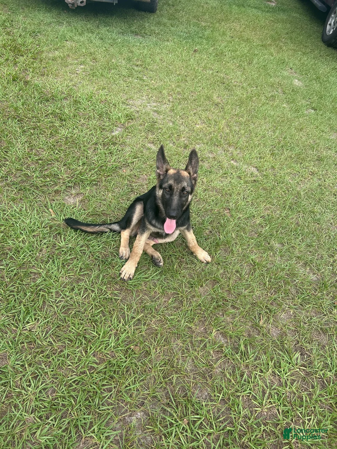 German Shepherd dogs for sale: German Shepherd 1 - Ad 1