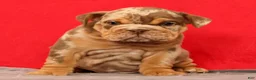 English Bulldog dogs for sale: Scarlett - Ad 3