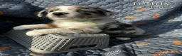 Australian Shepherd dogs for sale: Teddy - Ad 2