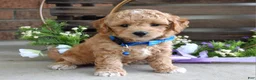 Maltipoo dogs for sale: Bentley  - Ad 7