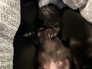 Pug dogs 3 - Ad 12