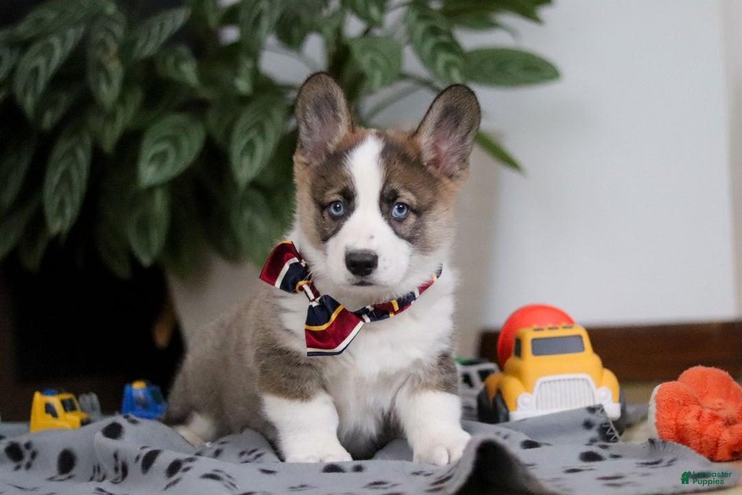 Mixed Breed dogs for sale: Randy - Ad 6