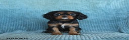 Cavalier King Charles Spaniel dogs for sale: Callie - Ad 3