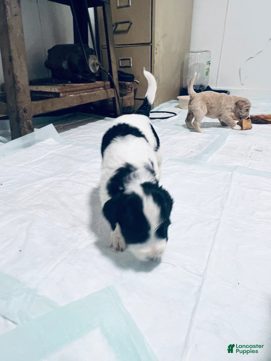 Mixed Breed dogs for sale: Duke  - Ad 7