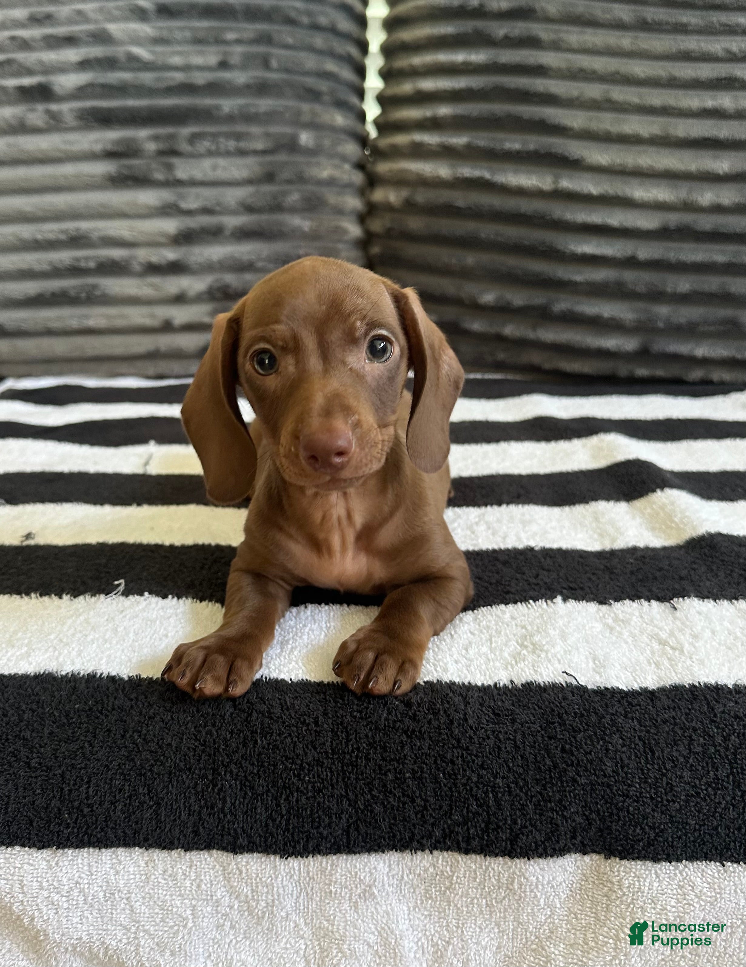 Dachshund dogs Francis  - Ad 14