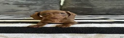 Dachshund dogs for sale: Francis  - Ad 1