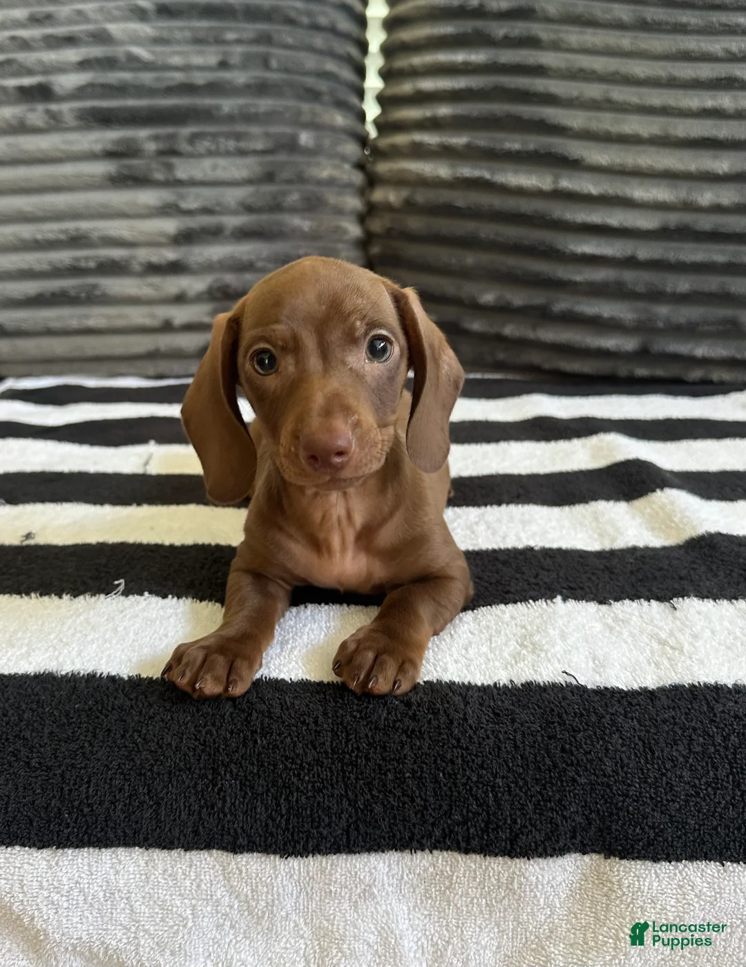 Dachshund dogs for sale: Francis  - Ad 1