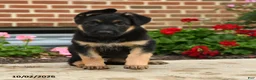 German Shepherd dogs for sale: Lotta - Ad 4