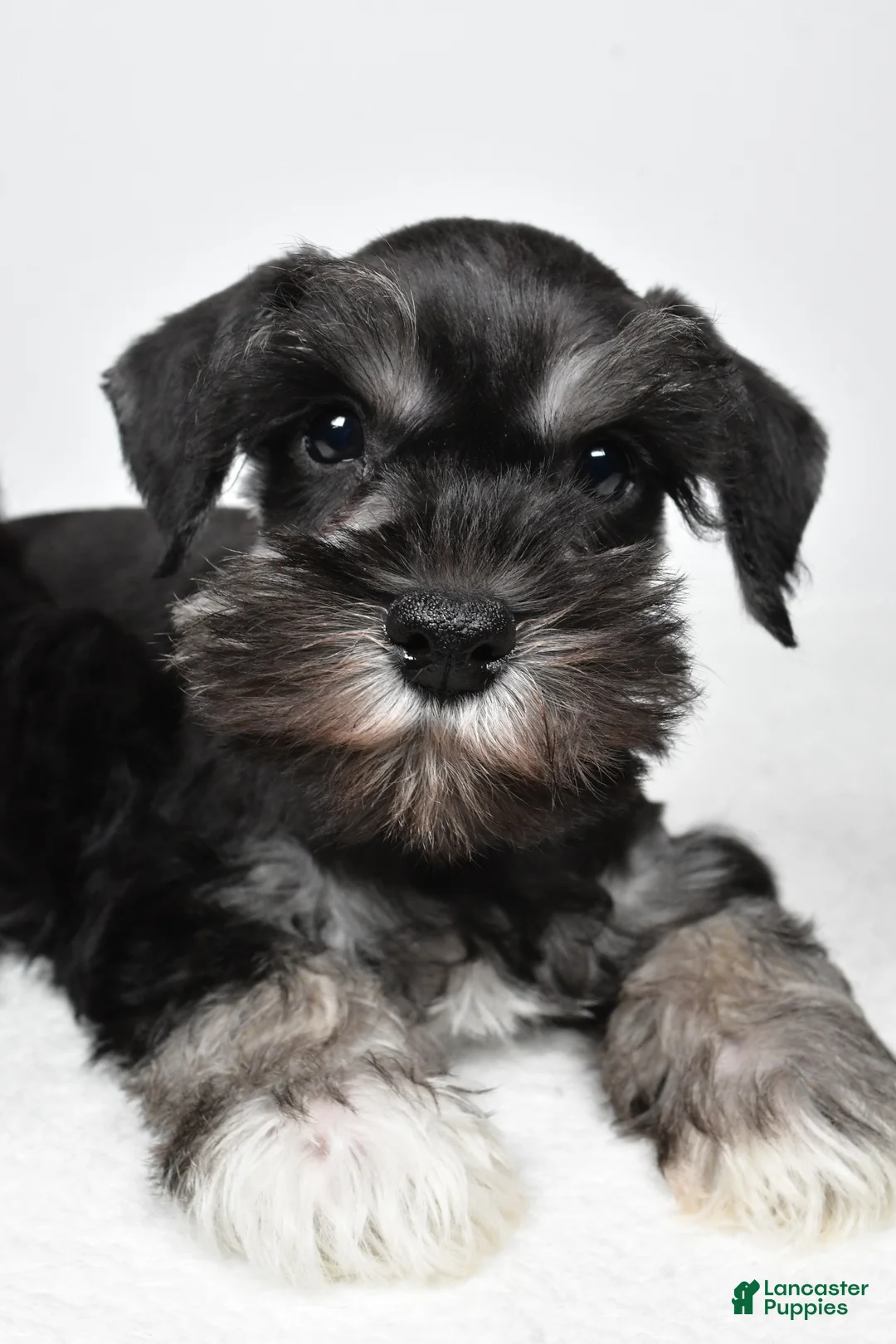 Miniature Schnauzer dogs for sale: Jeri - Ad 7