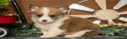 Welsh Corgi Pembroke dogs for sale: BeeBee - Ad 3