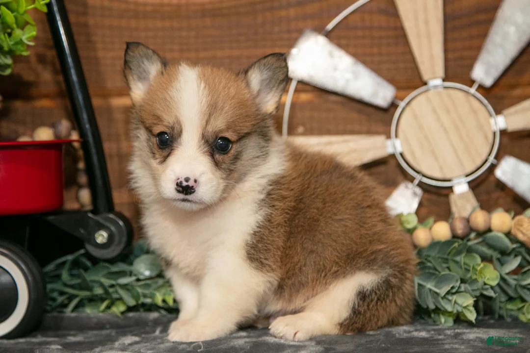 Welsh Corgi Pembroke dogs for sale: BeeBee - Ad 3