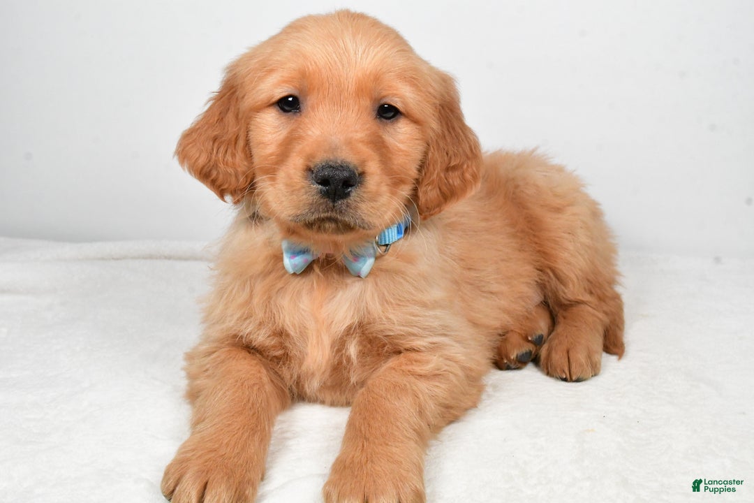Golden Retriever dogs for sale: Kevin - Ad 2