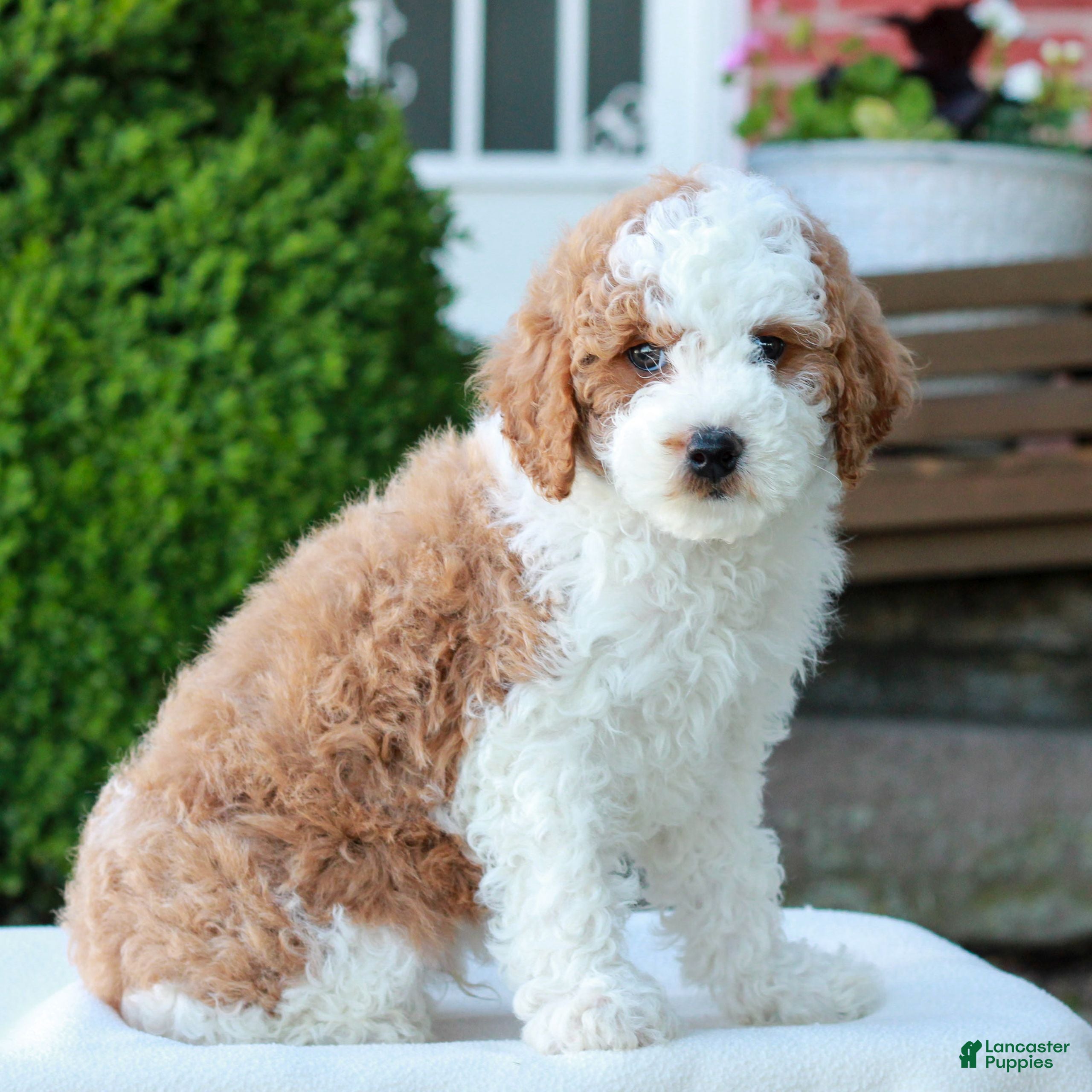 Mini Goldendoodle dogs Lawson  - Ad 2