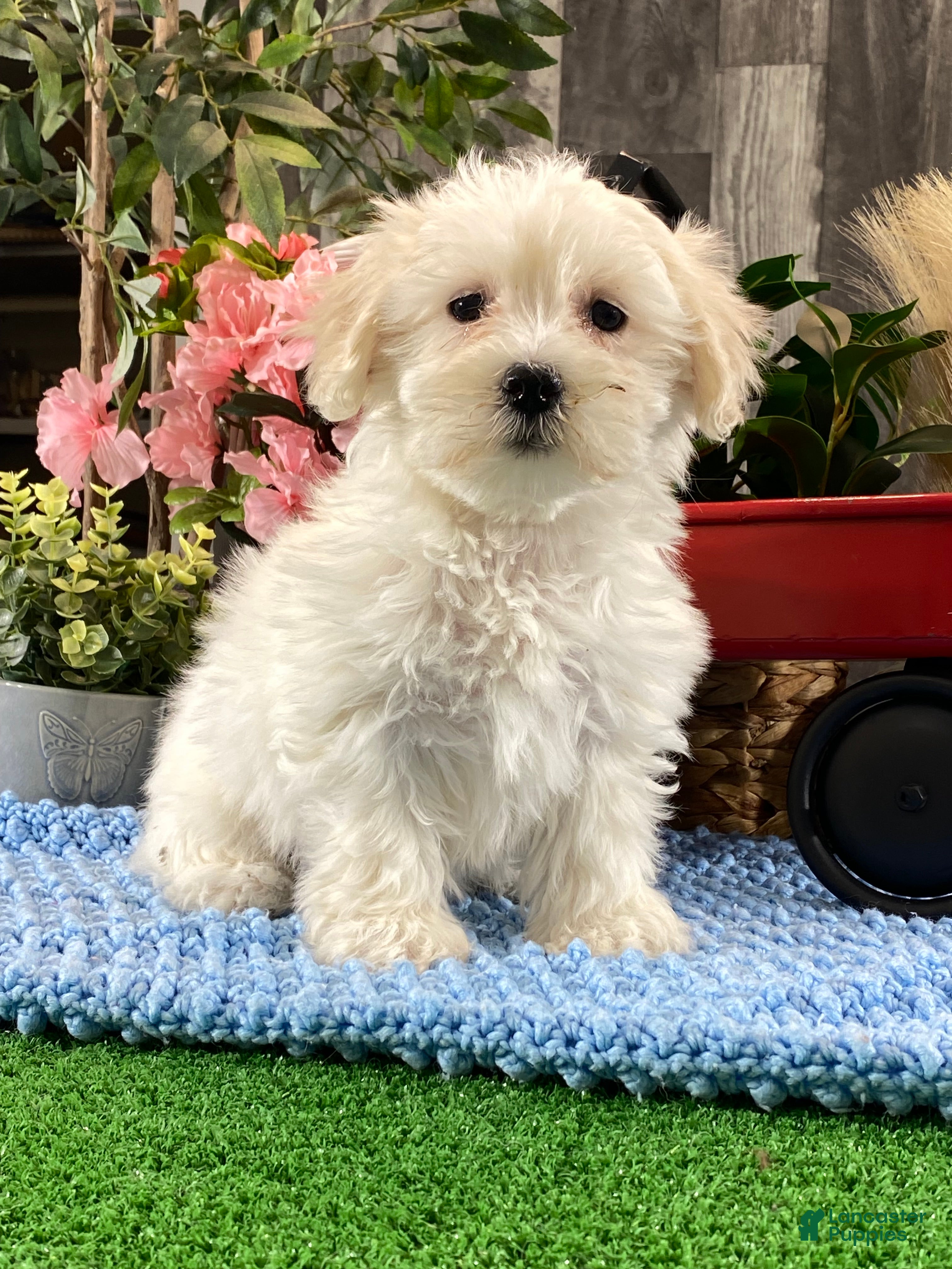 Coton De Tulear dogs Charlotte  - Ad 2