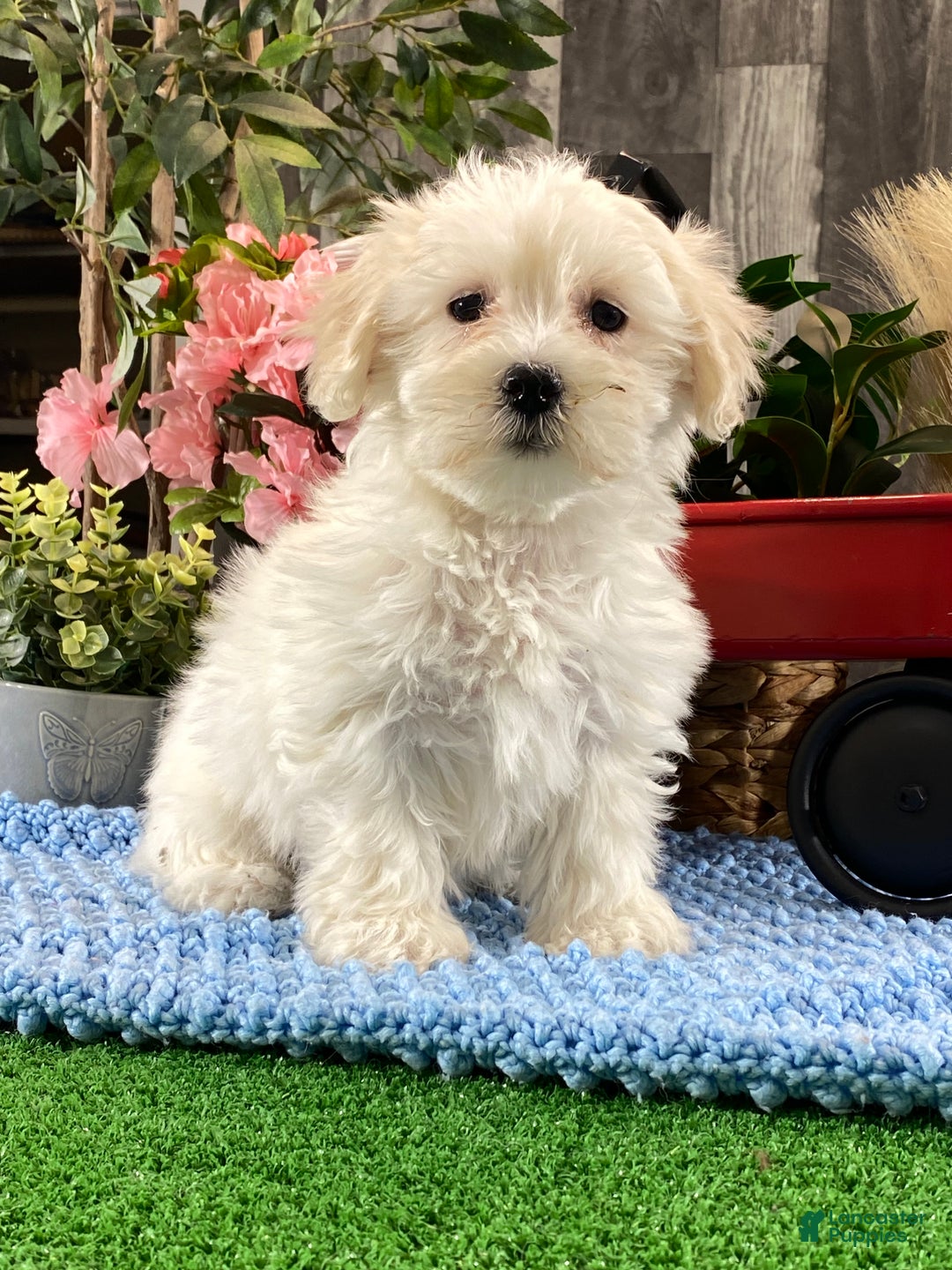 Coton De Tulear dogs for sale: Charlotte  - Ad 1