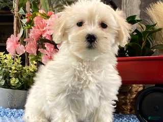 Coton De Tulear dogs Charlotte - Ad 17